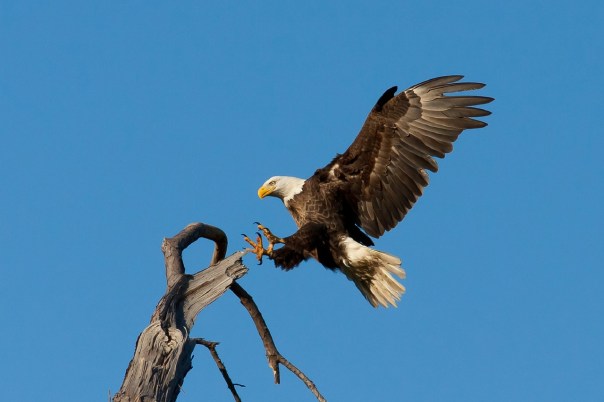 bald-eagle-1624943_1280
